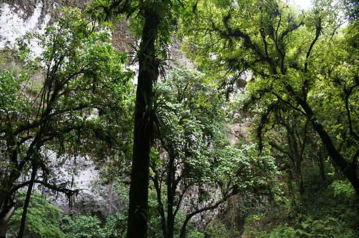 Visiting Rio Camuy Cave Park in Puerto Rico trees